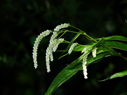 {Persicaria lapathifolia}